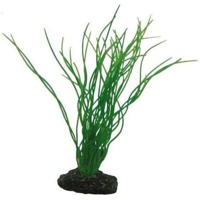 2x Dohse Sagittaria, 20 cm (Dekoration, Pflanzen), Aquarium Dekoration 2x Dohse Sagittaria, 20 cm (Dekoration, Pflanzen), Aquarium Dekoration