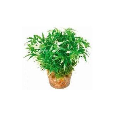 Zolux Small plant from set No.1 (Dekoration, Pflanzen), Aquarium Dekoration Zolux Small plant from set No.1 (Dekoration, Pflanzen), Aquarium Dekoration