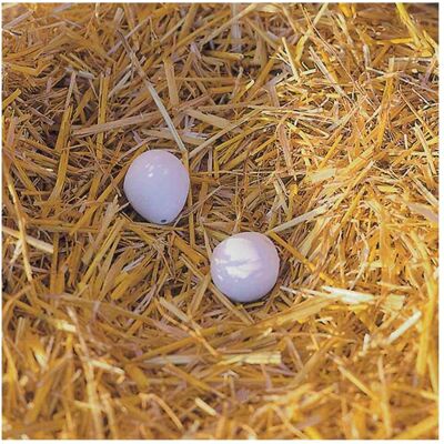 Kerbl Nesteier aus Ton für Hühner (2 Stck. Blister), Vogelheimeinrichtung Kerbl Nesteier aus Ton für Hühner (2 Stck. Blister), Vogelheimeinrichtung
