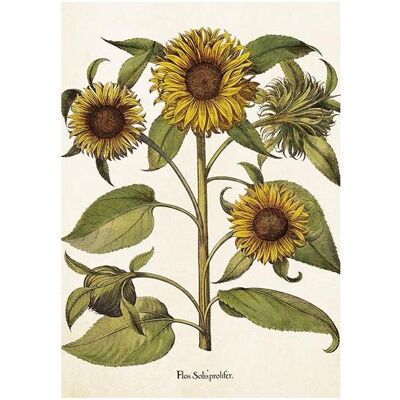 Teka, Grusskarte + Briefpapier, Karte ST459 B6 + Umschlag Sonnenblumen Teka, Grusskarte + Briefpapier, Karte ST459 B6 + Umschlag Sonnenblumen