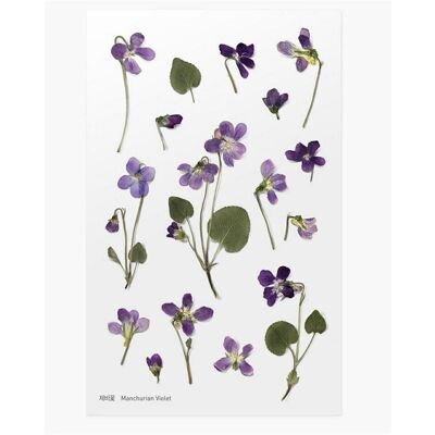 Appree, Sticker, Dekorative Blumenaufkleber - Violett Appree, Sticker, Dekorative Blumenaufkleber - Violett