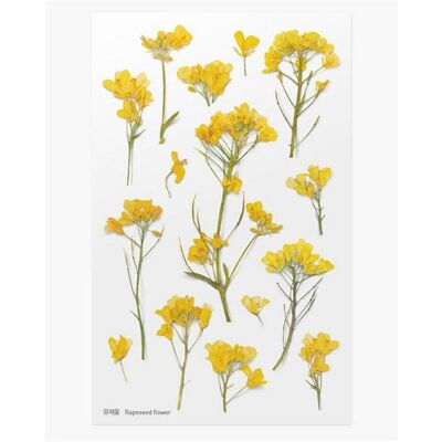 Appree, Sticker, Dekorative Blumenaufkleber - Raps Appree, Sticker, Dekorative Blumenaufkleber - Raps