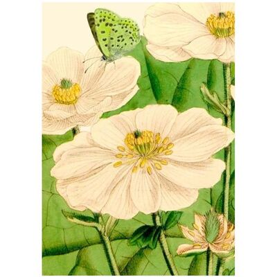 Madame Treacle, Grusskarte + Briefpapier, B6-Karte mit Umschlag Blumen und Schmetterling Madame Treacle, Grusskarte + Briefpapier, B6-Karte mit Umschlag Blumen und Schmetterling