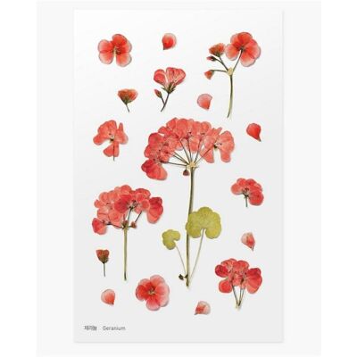 Appree, Sticker, Dekorative Blumenaufkleber - Geranie Appree, Sticker, Dekorative Blumenaufkleber - Geranie