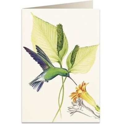 Tassotti, Grusskarte + Briefpapier, B6-Karte + Umschlag 5999 Grüner Kolibri Tassotti, Grusskarte + Briefpapier, B6-Karte + Umschlag 5999 Grüner Kolibri