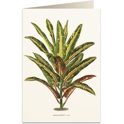 Tassotti, Grusskarte + Briefpapier, B6-Karte + Umschlag 6063 Dracaena Croton (1 Stk.) Tassotti, Grusskarte + Briefpapier, B6-Karte + Umschlag 6063 Dracaena Croton (1 Stk.)