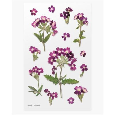 Appree, Sticker, Dekorative Blumenaufkleber - Eisenkraut Appree, Sticker, Dekorative Blumenaufkleber - Eisenkraut