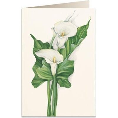 Tassotti, Grusskarte + Briefpapier, Karte B6 + Umschlag 7518 Zantedeschia (1 Stk.) Tassotti, Grusskarte + Briefpapier, Karte B6 + Umschlag 7518 Zantedeschia (1 Stk.)