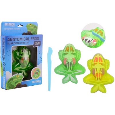 Johntoy Science Explorer Kikker -Anatomie-Schleim Johntoy Science Explorer Kikker -Anatomie-Schleim