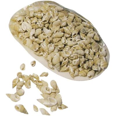 Rayher Posthorn-Muscheln Rayher Posthorn-Muscheln