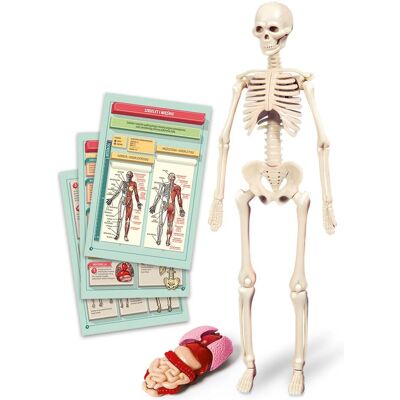 Clementoni TOY EDUCATIONAL THE HUMAN BODY 50824 Clementoni TOY EDUCATIONAL THE HUMAN BODY 50824