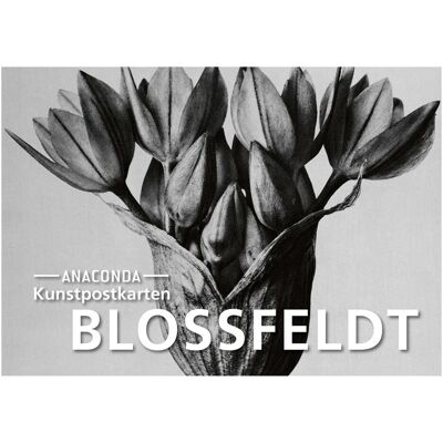 Anaconda Grusskarte + Briefpapier, Postkarten-Set Blossfeldt (18 Stk.) Anaconda Grusskarte + Briefpapier, Postkarten-Set Blossfeldt (18 Stk.)