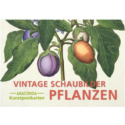 Anaconda Grusskarte + Briefpapier, Postkarten-Set Vintage-Schaubilder Pflanzen (18 Stk.) Anaconda Grusskarte + Briefpapier, Postkarten-Set Vintage-Schaubilder Pflanzen (18 Stk.)