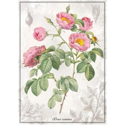 Interdruk Puzzle Botanic: Rose 1000 Puppen (1000 Teile) Interdruk Puzzle Botanic: Rose 1000 Puppen (1000 Teile)