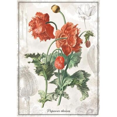 Interdruk Puzzle Botanic: Wolf ml 1000 Stück (1000 Teile) Interdruk Puzzle Botanic: Wolf ml 1000 Stück (1000 Teile)