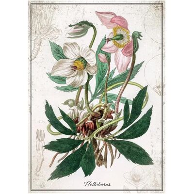 Interdruk Rätsel 1000: Botanische Helleborus (1000 Teile) Interdruk Rätsel 1000: Botanische Helleborus (1000 Teile)