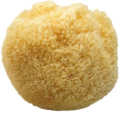 Koh-i-Noor Naturschwamm, Bad-Dusche, 13M, 13M Koh-i-Noor Naturschwamm, Bad-Dusche, 13M, 13M