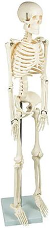 Unbranded Anatomical Tall Human Skeleton With Flexible Spine Model