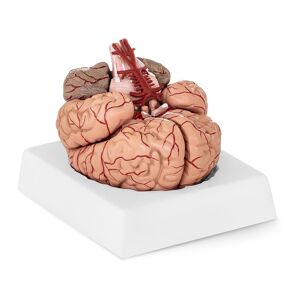 physa Maquette anatomique cerveau humain - 9 segments - grandeur nature PHY-BM-1