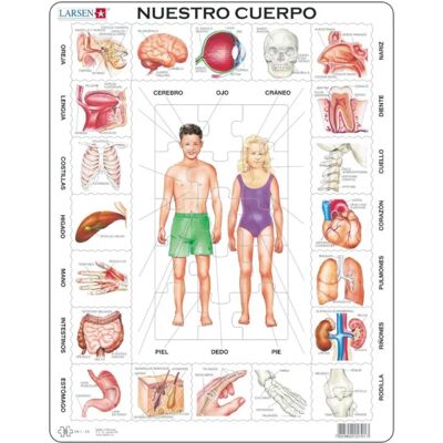 Larsen Puzzle Puzzle Cadre - Nuestro Cuerpo (en Espagnol) - 26 à 50 pièces Larsen Puzzle Puzzle Cadre - Nuestro Cuerpo (en Espagnol) - 26 à 50 pièces