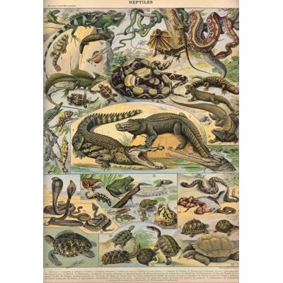 Grafika Puzzle Illustration du Nouveau Larousse Illustré : Reptiles, 1897-1904 - 1000 pièces Grafika Puzzle Illustration du Nouveau Larousse Illustré : Reptiles, 1897-1904 - 1000 pièces