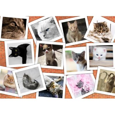 Grafika Puzzle Collage - Chats - 26 à 50 pièces Grafika Puzzle Collage - Chats - 26 à 50 pièces