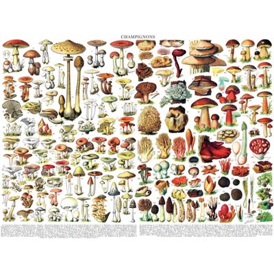 New York Puzzle Company Puzzle Mushrooms - Champignons - 1000 pièces New York Puzzle Company Puzzle Mushrooms - Champignons - 1000 pièces