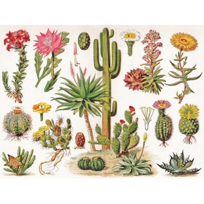 New York Puzzle Company Puzzle Cacti - Cactus - 1000 pièces New York Puzzle Company Puzzle Cacti - Cactus - 1000 pièces
