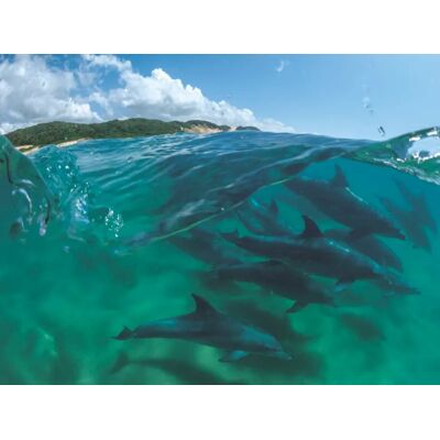 New York Puzzle Company - Bottlenose Dolphins - 1000 pièces - Puzzle New York Puzzle Company - Bottlenose Dolphins - 1000 pièces - Puzzle