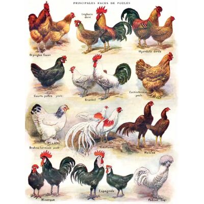 New York Puzzle Company Puzzle Pièces XXL - Poules - Poultry - 500 à 999 pièces New York Puzzle Company Puzzle Pièces XXL - Poules - Poultry - 500 à 999 pièces