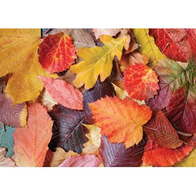 Magnolia Puzzle Colorful Leaves - 1000 pièces Magnolia Puzzle Colorful Leaves - 1000 pièces