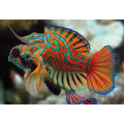 Interdruk Puzzle Nature Colorée - Mandarinfish - 200 à 499 pièces Interdruk Puzzle Nature Colorée - Mandarinfish - 200 à 499 pièces