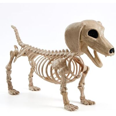 JOYIN Squelette de chien Wiener Halloween 61 cm en plastique avec joints articulés pour scènes de cimetière, maison hantée, décoration de fête intérieure ou extérieure JOYIN Squelette de chien Wiener Halloween 61 cm en plastique avec joints articulés pour scènes de cimetière, maison hantée, décoration de fête intérieure ou extérieure