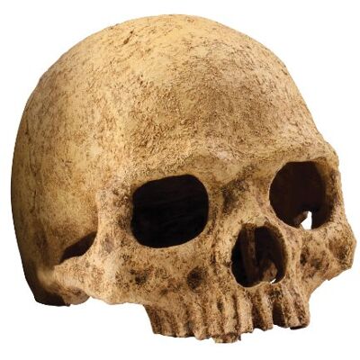 Exo Terra terra Décoration Primat Skull pour Reptiles et Amphibiens 15x16x16 cm Exo Terra terra Décoration Primat Skull pour Reptiles et Amphibiens 15x16x16 cm