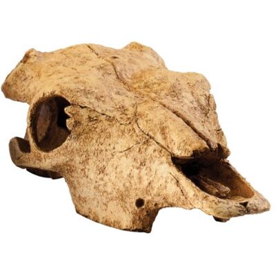 Exo Terra terra Décoration Buffalo Skull pour Reptiles et Amphibiens 11x23x23 cm Exo Terra terra Décoration Buffalo Skull pour Reptiles et Amphibiens 11x23x23 cm