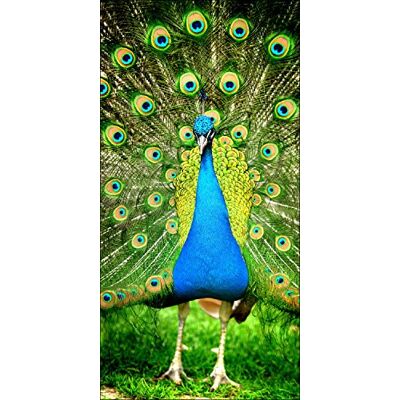 ART g1819g Tableau Mural Impression giclée Motif Paon II 50 x 100 cm, Multicolore, 100x50 cm ART g1819g Tableau Mural Impression giclée Motif Paon II 50 x 100 cm, Multicolore, 100x50 cm
