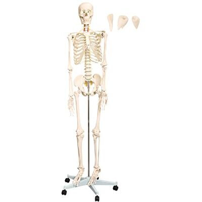 MedMod Squelette humaine environ 175 cm avec support MedMod Squelette humaine environ 175 cm avec support