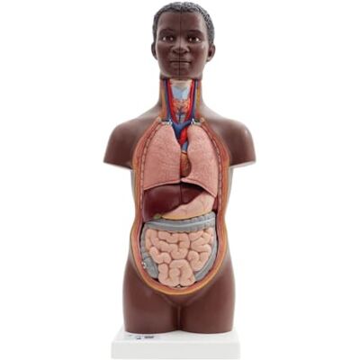 3B Scientific Mini torse en 12 parties, cuir foncé, 3B Smart Anatomy 3B Scientific Mini torse en 12 parties, cuir foncé, 3B Smart Anatomy