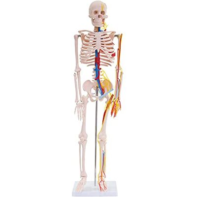 MedMod Modèle d'anatomie Squelette avec nerfs et artères Squelette Humain Réduite 87cm avec Pied de Support MedMod Modèle d'anatomie Squelette avec nerfs et artères Squelette Humain Réduite 87cm avec Pied de Support