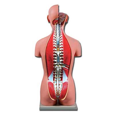 GIMA Altay 40008 Modèle Torse Musculaire Double Sexe Ouvert Derrière, Fourni avec Guide sur Cd-Rom GIMA Altay 40008 Modèle Torse Musculaire Double Sexe Ouvert Derrière, Fourni avec Guide sur Cd-Rom