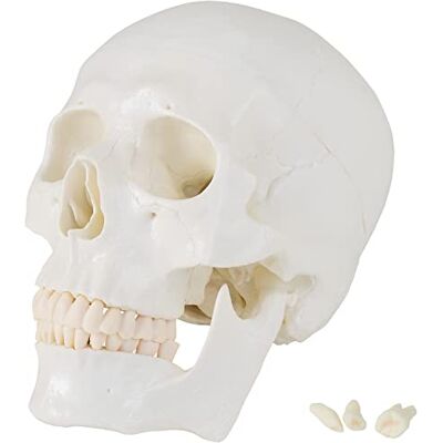 MedMod Modèle d'anatomie Crâne Modèle Sous-classe Études Grandeur vie MedMod Modèle d'anatomie Crâne Modèle Sous-classe Études Grandeur vie