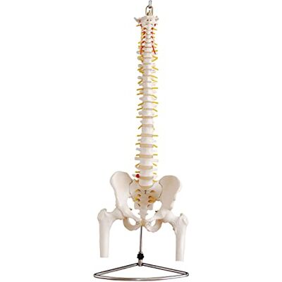 MedMod Anatomie Modèle squelette colonne vertébrale avec bassin, taille vive, taille moyenne, corps humain, médecine, modèle bassin, modèle squelette, hernie discale MedMod Anatomie Modèle squelette colonne vertébrale avec bassin, taille vive, taille moyenne, corps humain, médecine, modèle bassin, modèle squelette, hernie discale