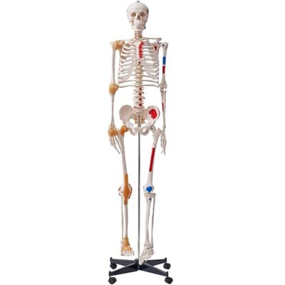 VEVOR Modèle de squelette humain pour anatomie, grandeur nature, 182 cm, modèle précis d'anatomie en PVC avec ligaments, bras mobiles, jambes et mâchoires, avec origine musculaire et points VEVOR Modèle de squelette humain pour anatomie, grandeur nature, 182 cm, modèle précis d'anatomie en PVC avec ligaments, bras mobiles, jambes et mâchoires, avec origine musculaire et points