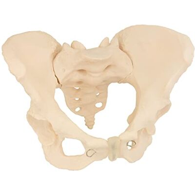 MedMod Modèle anatomique squelette féminin Bassin féminin grandeur nature 24 x 17 x 16 cm Modèle anatomique détaillé pour l'école, l'université MedMod Modèle anatomique squelette féminin Bassin féminin grandeur nature 24 x 17 x 16 cm Modèle anatomique détaillé pour l'école, l'université