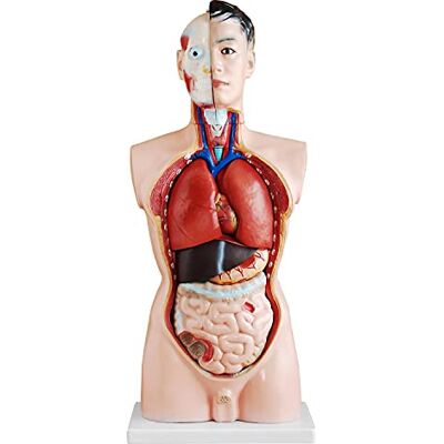 MedMod Modèle anatomique de torse 85 cm, corps humain détaillé en PVC avec organes amovibles pour l'école, les études et l'entraînement anatomique, modèle pédagogique MedMod Modèle anatomique de torse 85 cm, corps humain détaillé en PVC avec organes amovibles pour l'école, les études et l'entraînement anatomique, modèle pédagogique