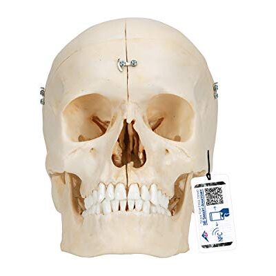 3B Scientific A281 Crâne Bonelike en 6 Parties, Structures Osseuses Détaillées 3B Smart Anatomy 3B Scientific A281 Crâne Bonelike en 6 Parties, Structures Osseuses Détaillées 3B Smart Anatomy