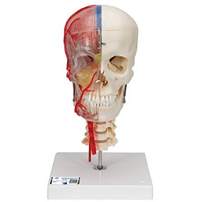3B Scientific A283 Crâne Bonelike Didactique de Luxe, en 7 Parties 3B Smart Anatomy 3B Scientific A283 Crâne Bonelike Didactique de Luxe, en 7 Parties 3B Smart Anatomy