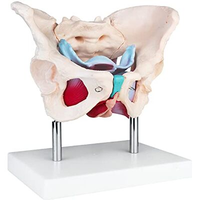 MedMod Anatomie modèle fond pelvien féminin féminin taille réelle Bassin avec muscles pour l'école, l'étude et l'entraînement anatomique, modèle pédagogique MedMod Anatomie modèle fond pelvien féminin féminin taille réelle Bassin avec muscles pour l'école, l'étude et l'entraînement anatomique, modèle pédagogique