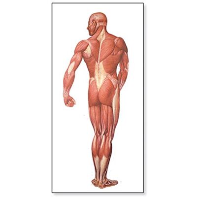3B Scientific V2005M Planche La musculature humaines, vue dorsale 3B Scientific V2005M Planche La musculature humaines, vue dorsale