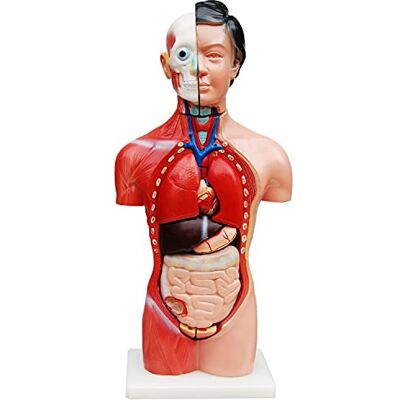 MedMod Torse féminin 45 cm 15 pièces Anatomie modèle éducatif pour l'école et les études MedMod Torse féminin 45 cm 15 pièces Anatomie modèle éducatif pour l'école et les études